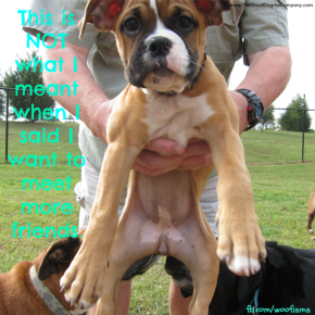 puppyfriendsIMG 4096 290x290 Friday Funny funny dog blog