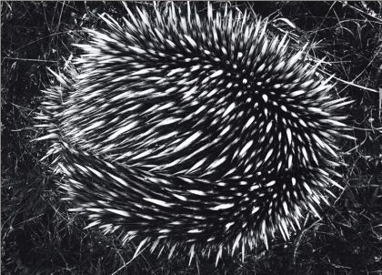 Jon Lewis Echidna – Damien Minton Gallery