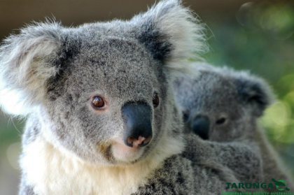 Koala at Taronga Zoo. Images sourceed from Taronga Zoo.