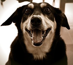 a sepia toned photo of a dog that looks like it is smiling