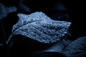 writing, poetry, author