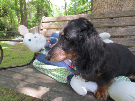 Rabbit's Best Friend