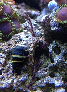 13D16 Brittle Stars 2