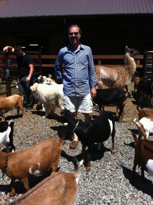 Goats, Dogs, Llama - 1