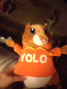 Here is MY YOLO hamster! You can be jealous. It's ok.