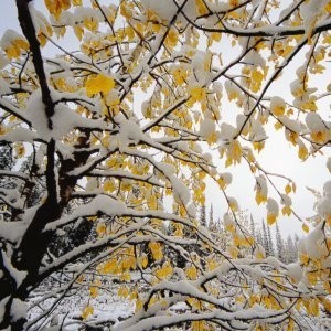 fall-winter-yellow-leaves-snow