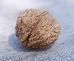 nut