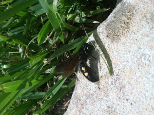 Scoliid wasp