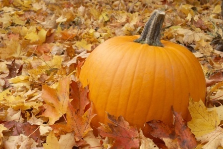 pumpkin