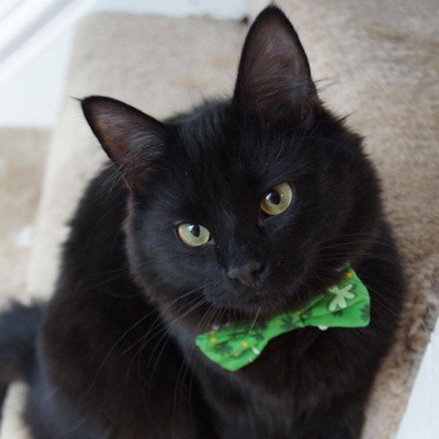 What a cutie Lincoln is!