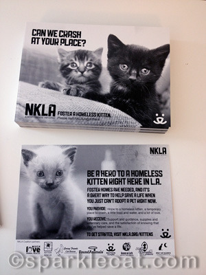 I am kind of relieved my human did not bring home a kitten!
