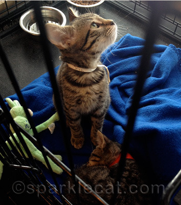 Put down the camera and pick up that green toy - then maybe I will look at you