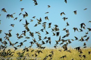 How I imagine the birds may have looked the morning of The Incident.