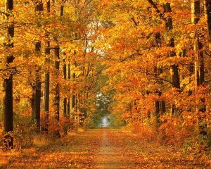 Beautiful-Autumn-Wallpapers-2