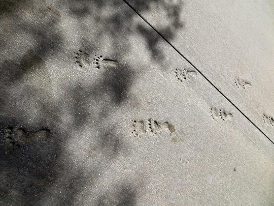 Follow the footsteps!