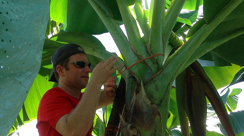 Working as a banana worker in Costa Rica