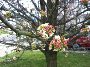 Bradford Pear Blossoms, Easter 2013