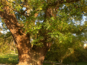 Japones Acacia at Versailles, France
