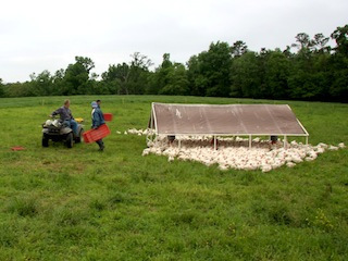 pastured chicken