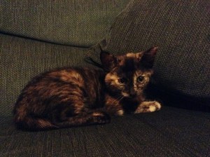 Molly age 8 weeks (photo credit Abigail Robinson)