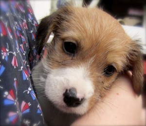 Bertie 1