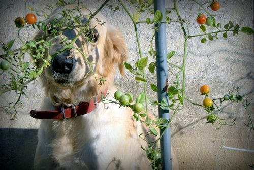 Tomato vine, golden retriever, hide-n-seek, France, gardening www.french-word-a-day.com (c) Kristin Espinasse