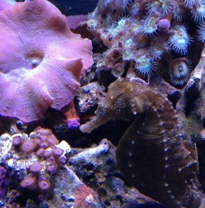 13A mushroom and Ghillie