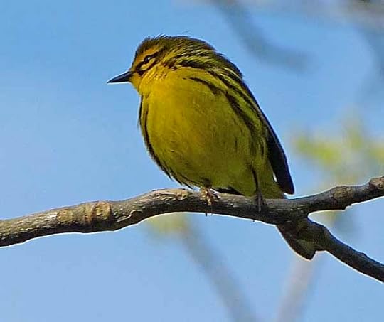 PrairieWarbler