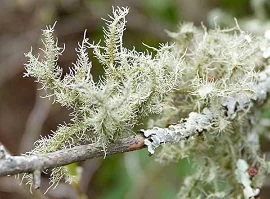Lichen