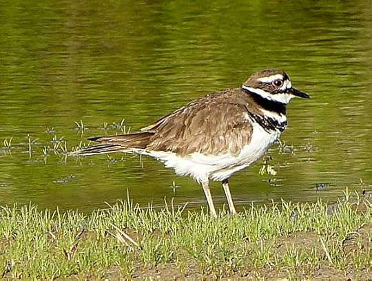 Kildeer