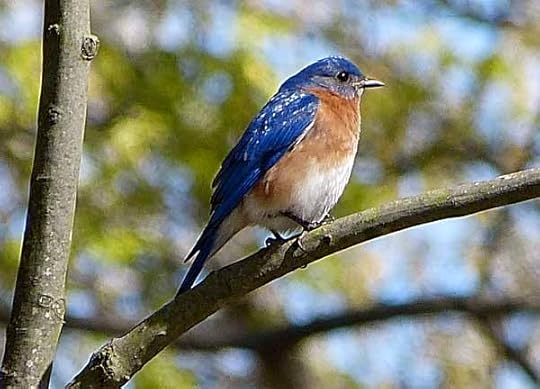 Bluebird