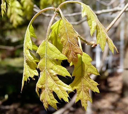 NewOakLeaves