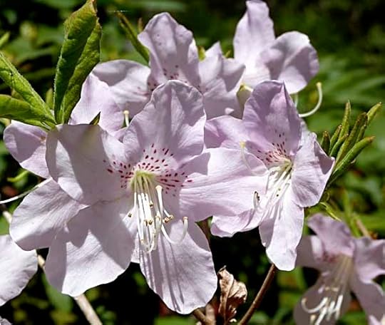 WhiteAzalea