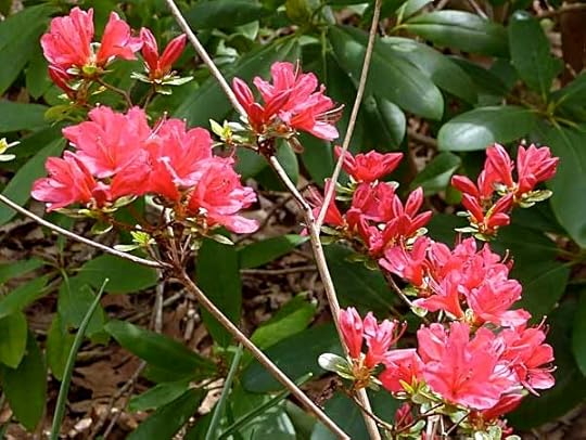 RedAzalea
