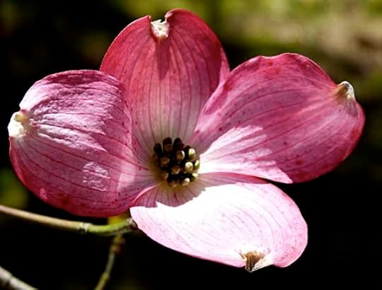 Dogwood