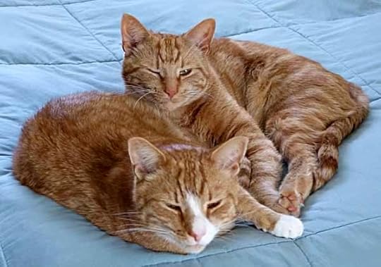 SleepyCats