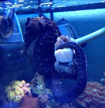 13H06 Ceti Hugging Snail