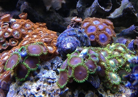 13H06 Snail in zoa garden