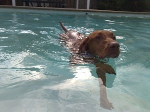 dog-swimming