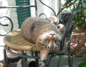 SAMSUNG DIGITAL CAMERA