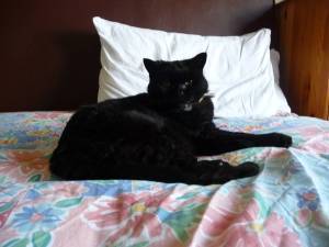 Misha. 1 August 1996 - 15 June 2013