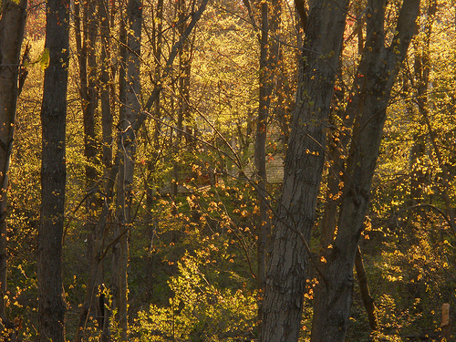golden morning
