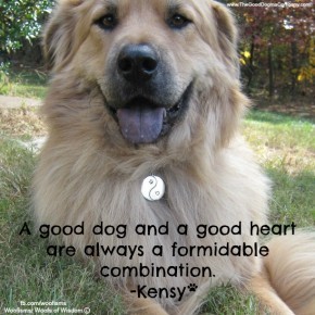 yinIMG 4569 290x290 Woofisms: Woofs of Wisdom© funny dog blog