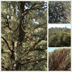 Vegetation