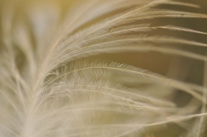1409481_feather_1