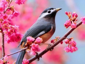 robin with pink flowers