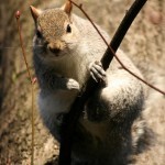 I'm NOT coming down...till you show me some nuts!!!...