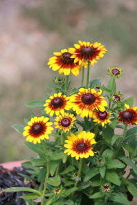 Love these small Black-Eyed Susan variants