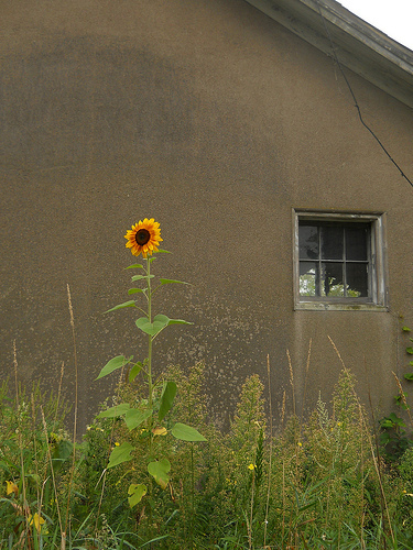 loneflower