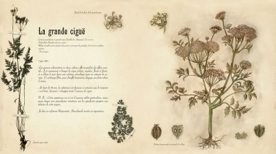 cigue.jpg
